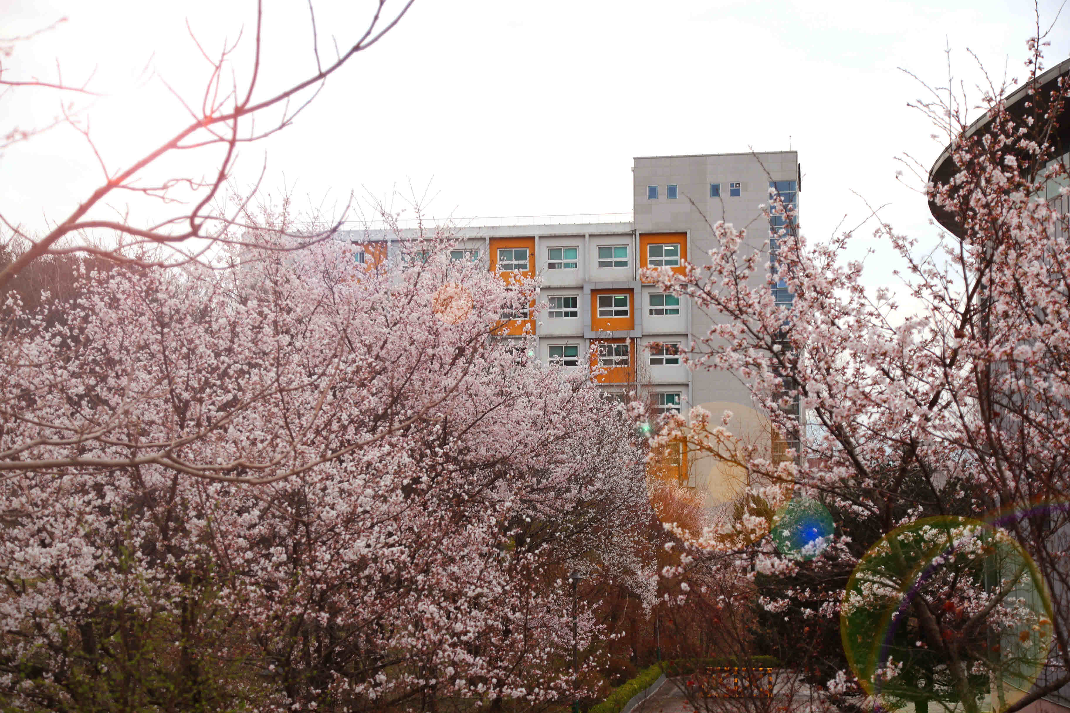 2025년 한림성심대학교의 봄